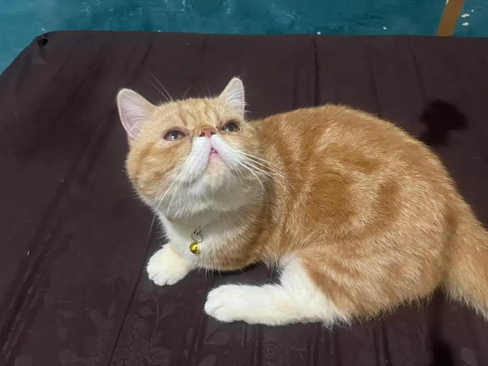 Kucing pacak peknose cebol/munsckin