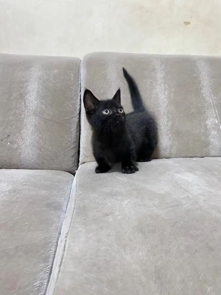 Kucing kitten munchkin cebol scottish british shorthair