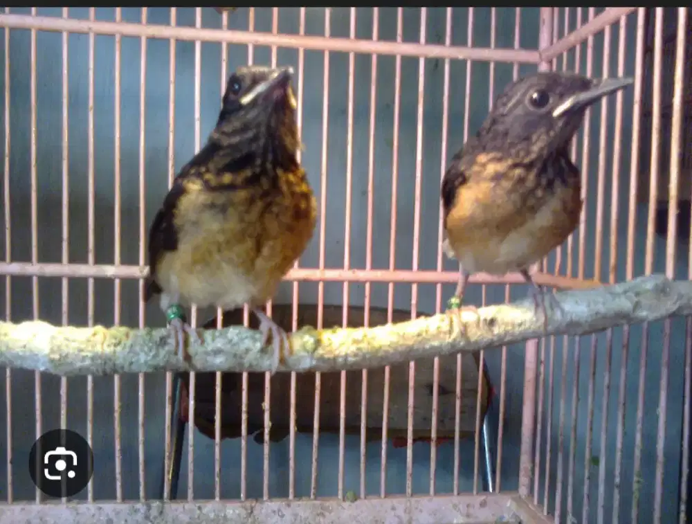 Jual burung murai satu pasang