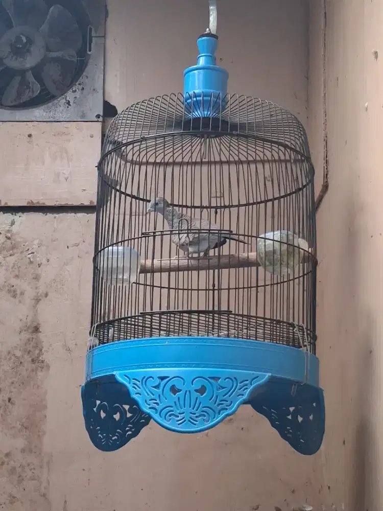 Jual 2 ekor burung perkutut fulset