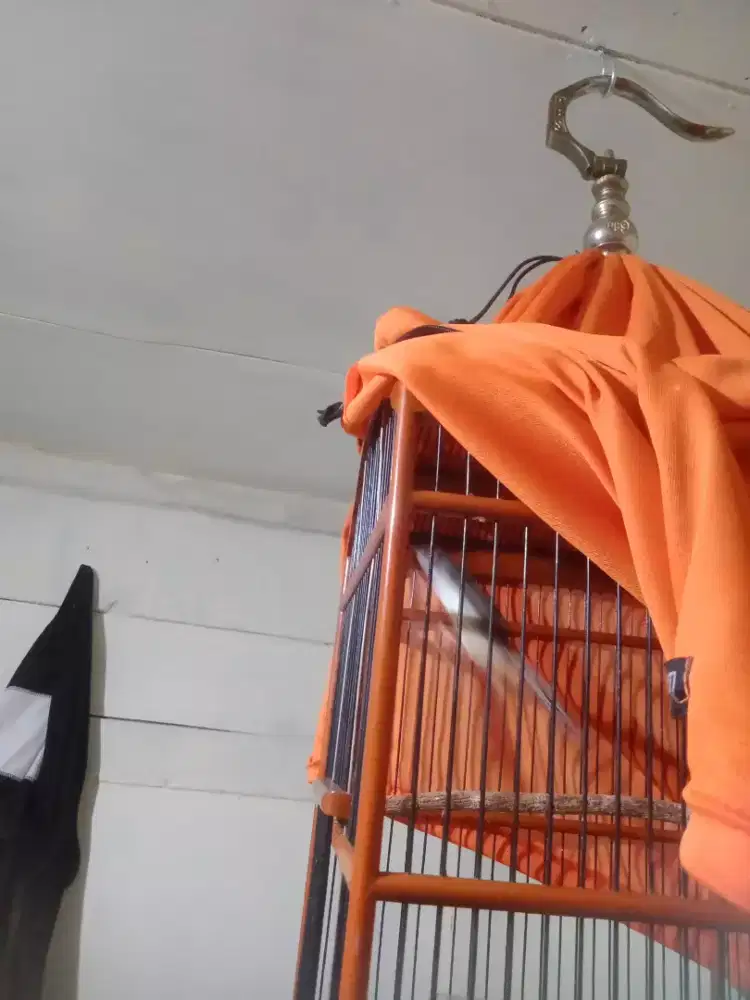 Jual ciblek semi gacor fs mna