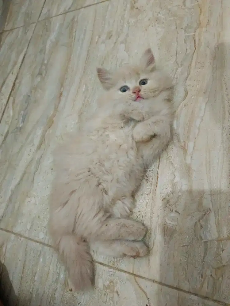 KITTEN PERSIA LONGHAIR