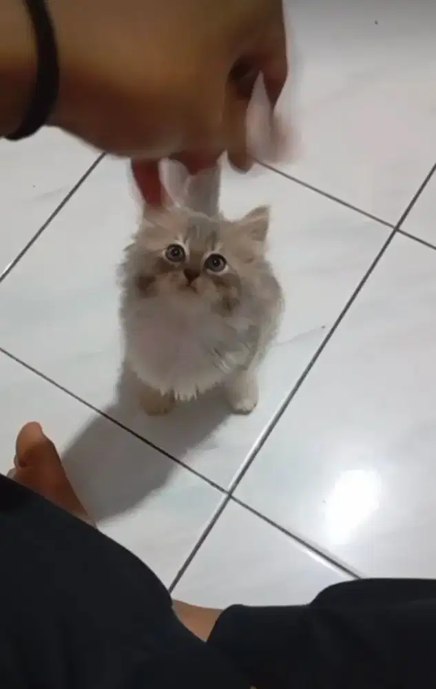 KITTEN PERSIA LONGHAIR