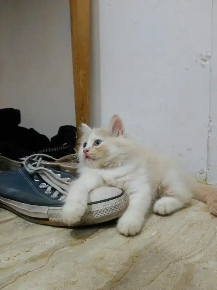 KITTEN  PERSIA LONGHAIR