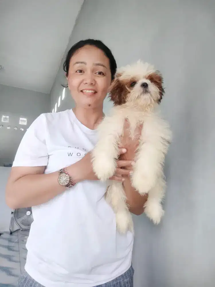 Shitzhu Pure Kosongan