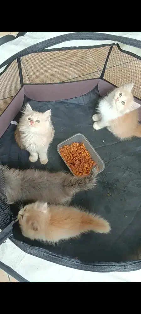 KITTEN PERSIA LONGHAIR BIGBONE