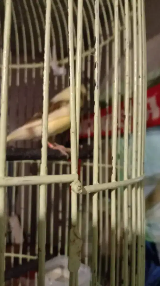 Burung kenari paud jalu minus