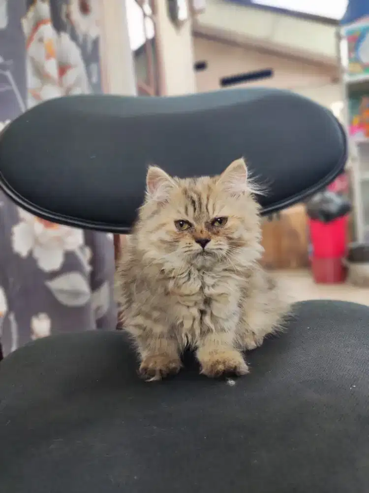 Lepas adop kucing munckin longhair usia 3 blnan