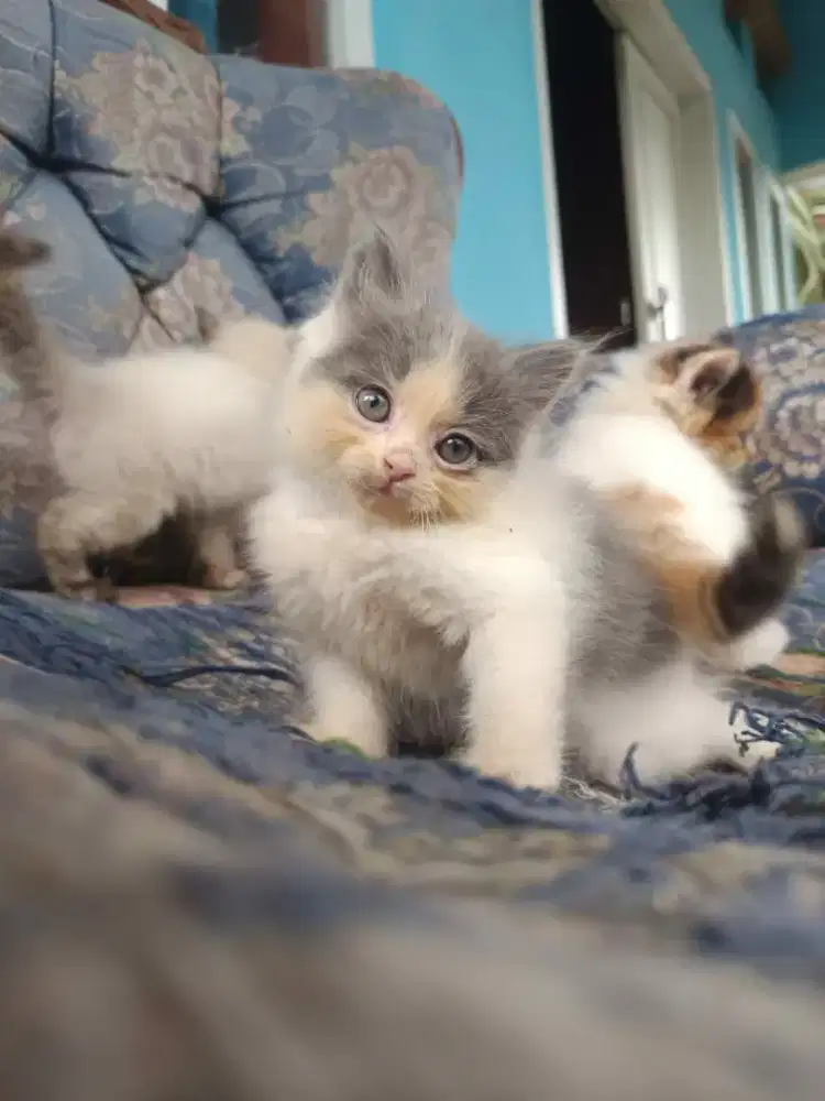 Kucing persia flatnose scottish bsh munchkin ragdol mainecoon peaknose