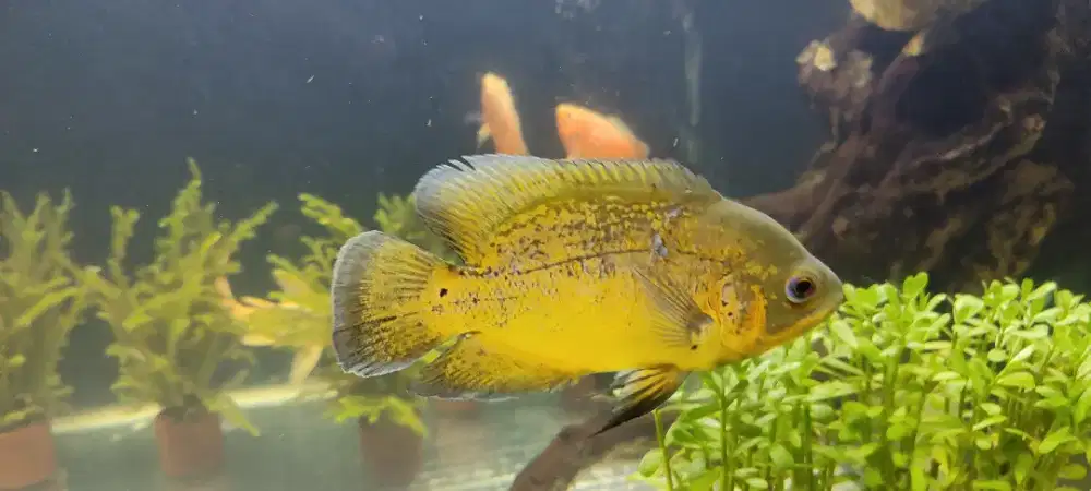 Jual Borongan Ikan Oskar