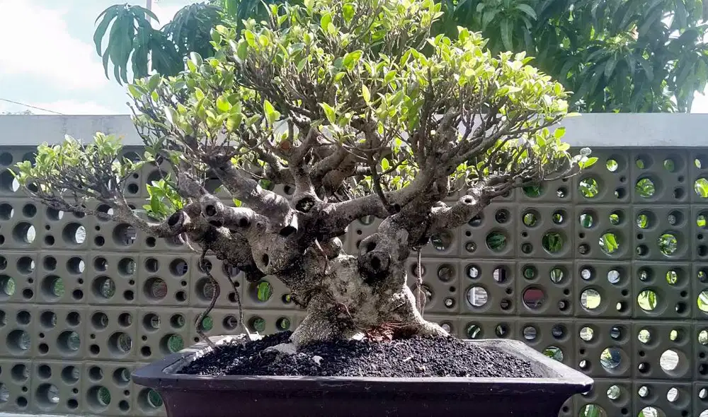 Bonsai KIMENG ( FICUS MICROCARPA )
