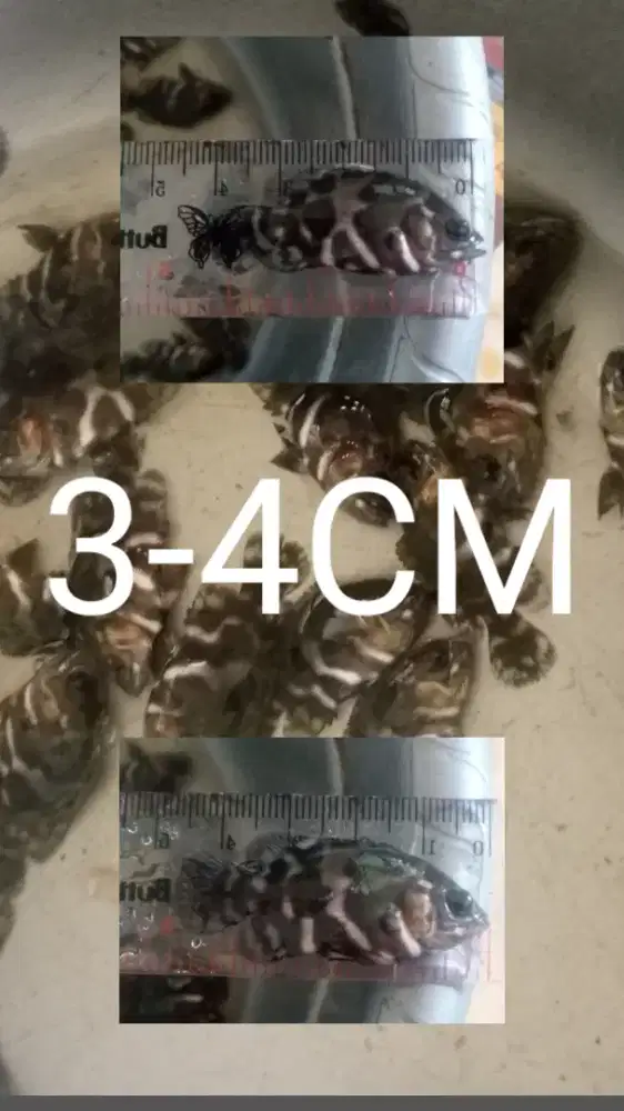 Oscar Tiger Batik 3-4Cm Gesit