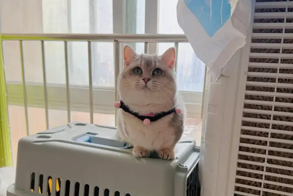 munchkin ay11 female 5 bulan