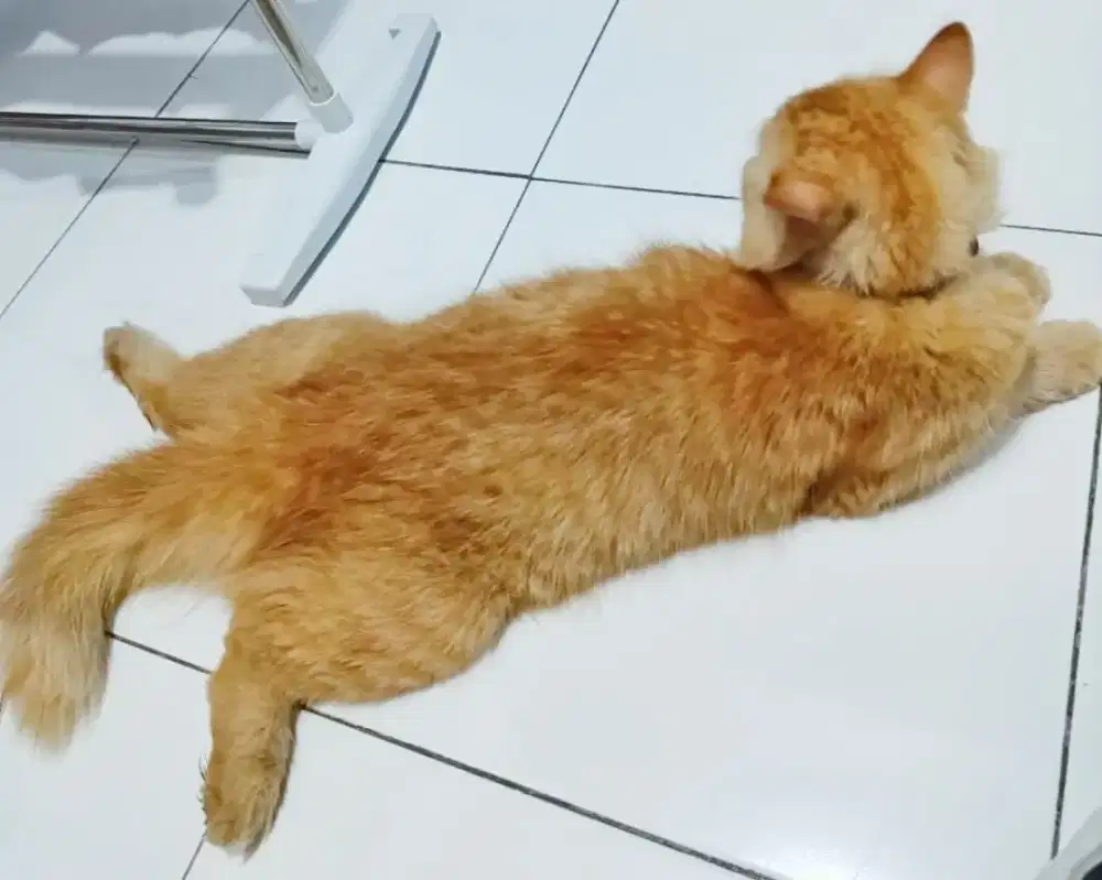 JUAL ADOPSI KUCING PERSIA PERSIAN BULU KAPAS JANTAN OYEN MARBLE