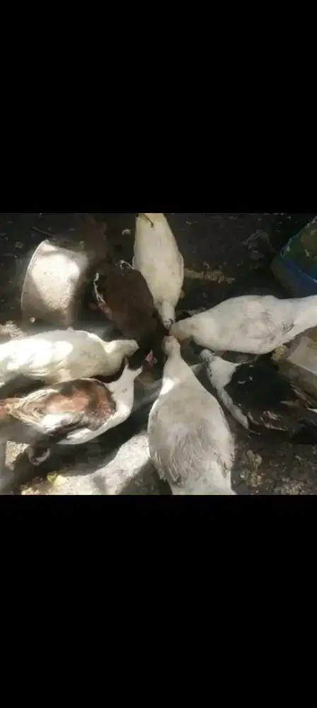 Dijual entog .langsung ke lokasi sj