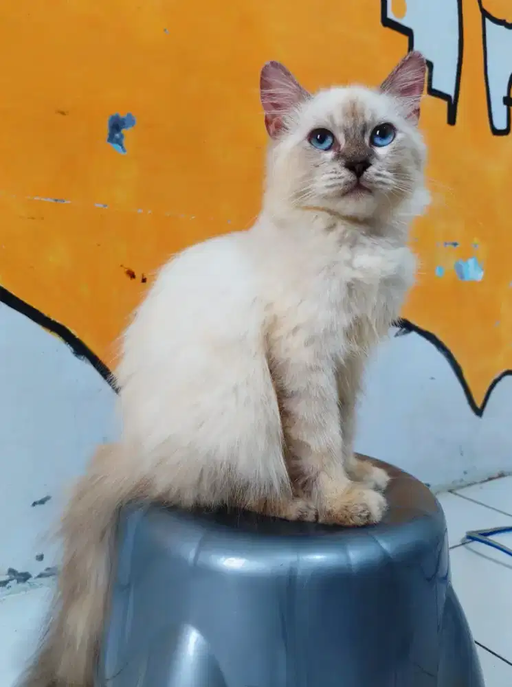 Kucing Persia Himalayan