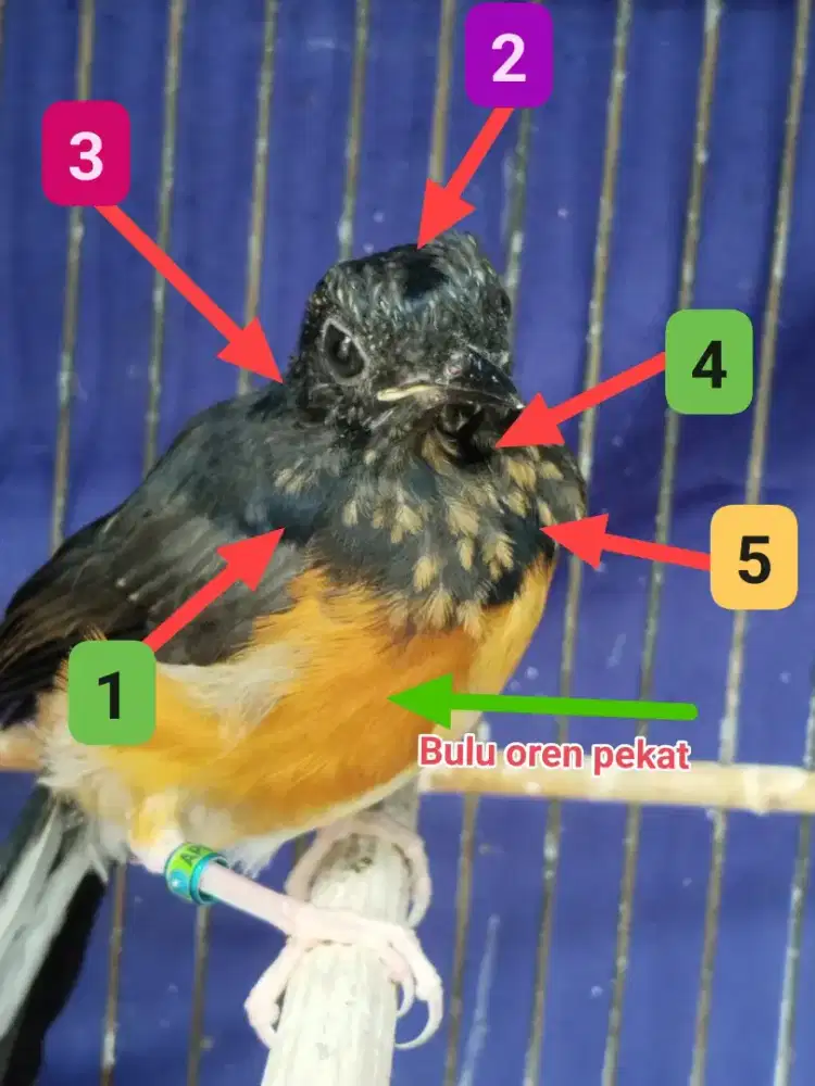 MURAI EDUKASI SIKAT HABIS PARA PENIPU