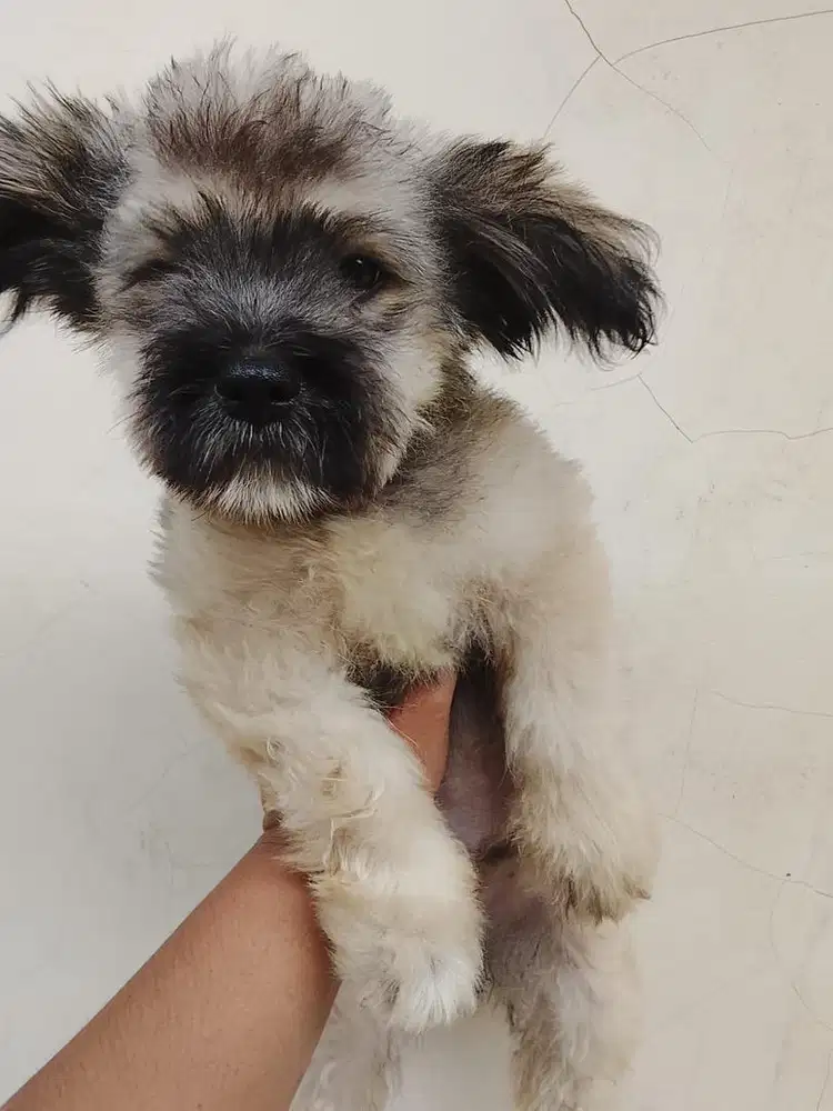 ANABUL MALTIPOM 3 Bulan JANTAN