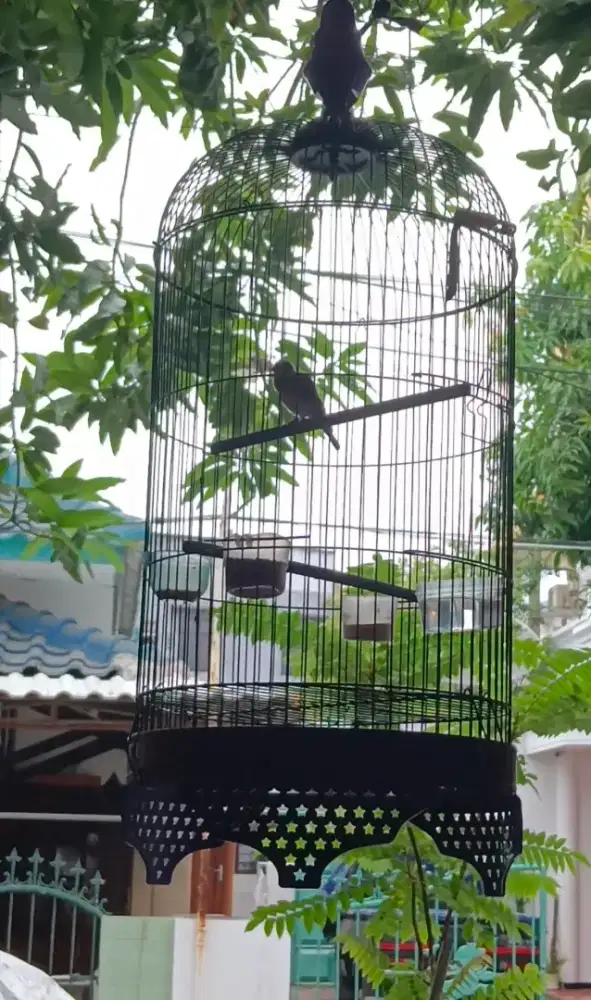 Paud sanger aktiv ngriwik