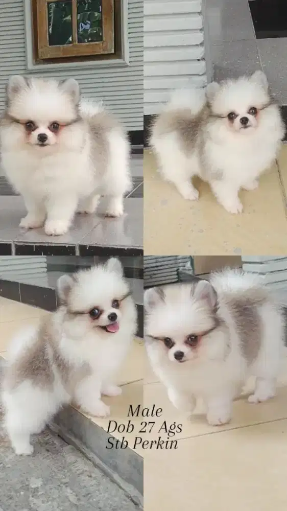 Anjing Mini Pom