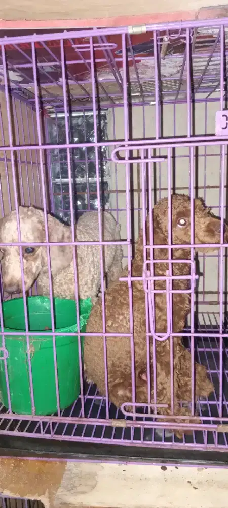 Poodle Sepasang Frendly