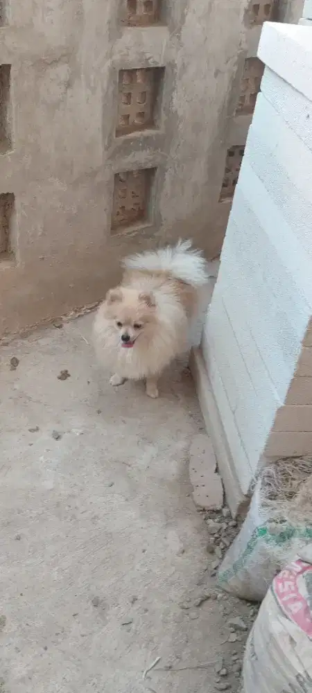 Pomerian Sepasang STB