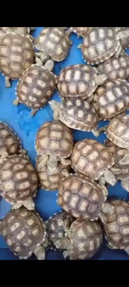 Kura sulcata 7-8cm captive breed lokal