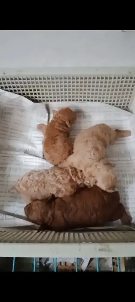 Red Toy Poodle Puppy