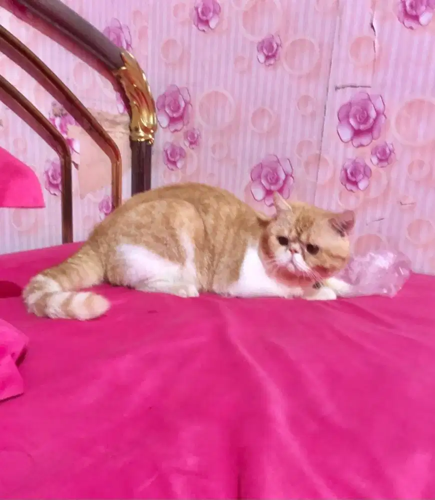 Kucing Peaknose Exotic Jantan Bicolour Gimbul