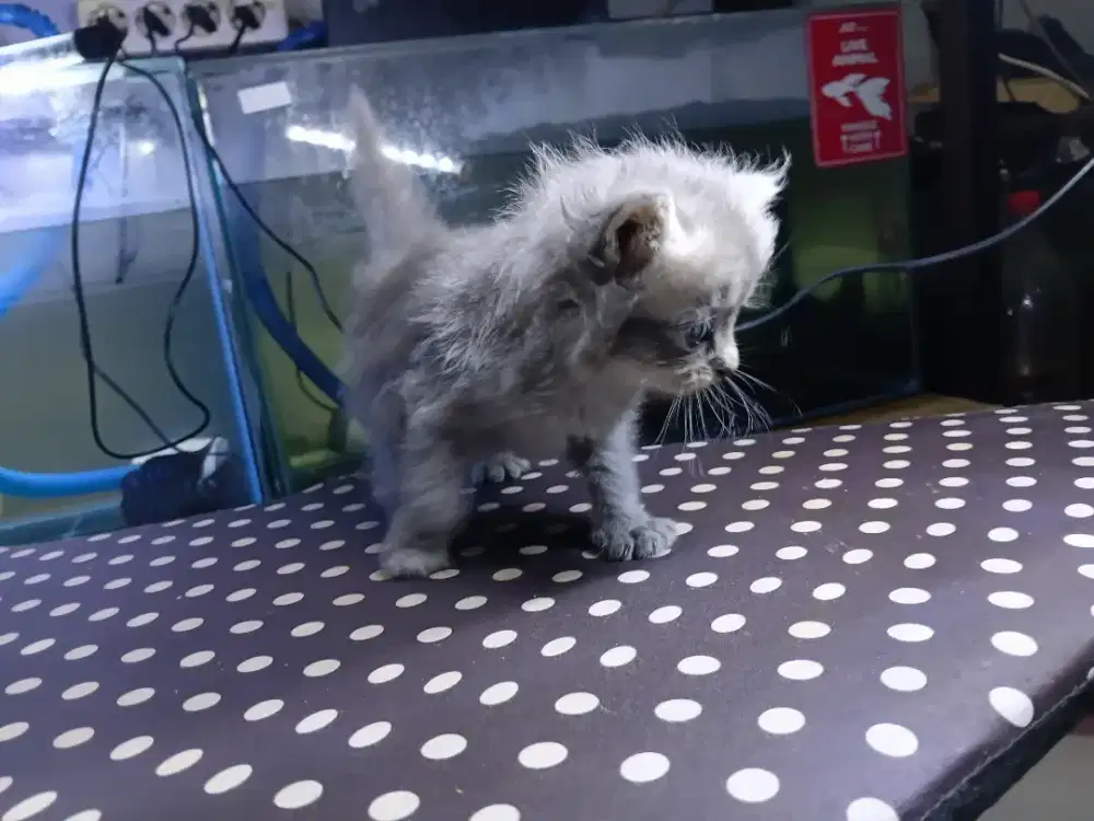 Anak kucing persia Kitten Persia 2bulan-+