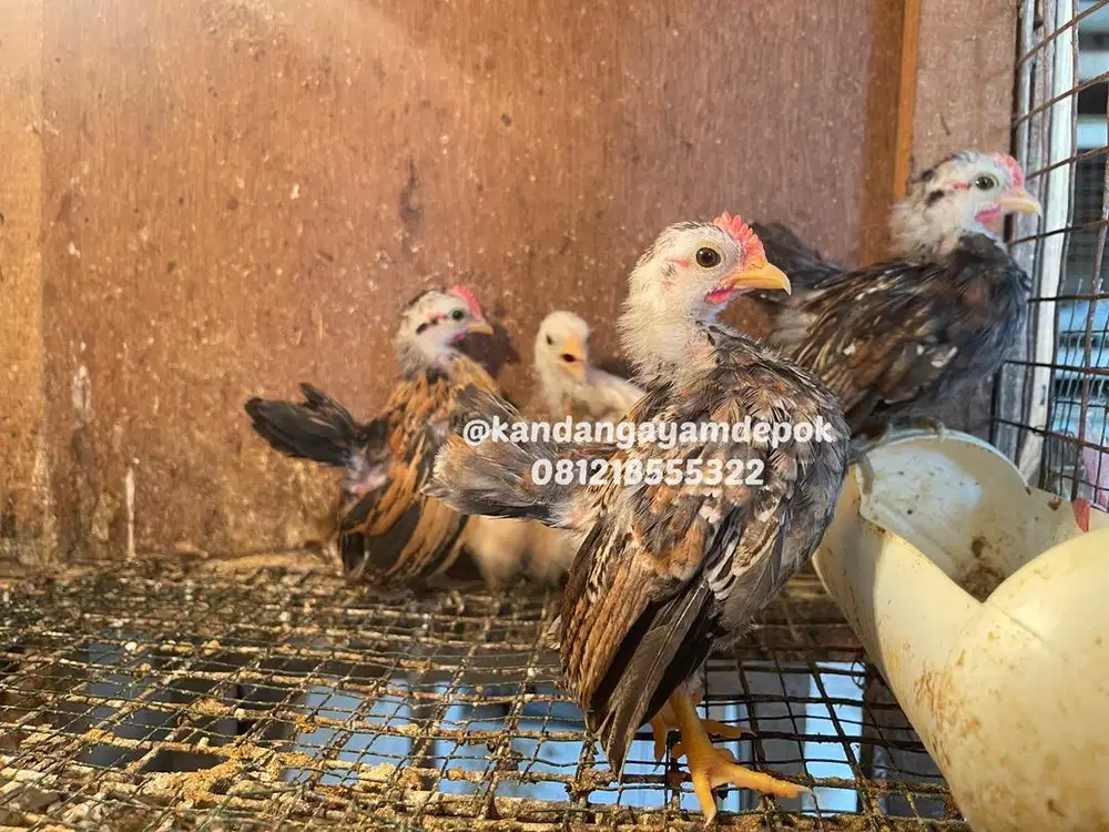 Ayam serama umur 2 bulan