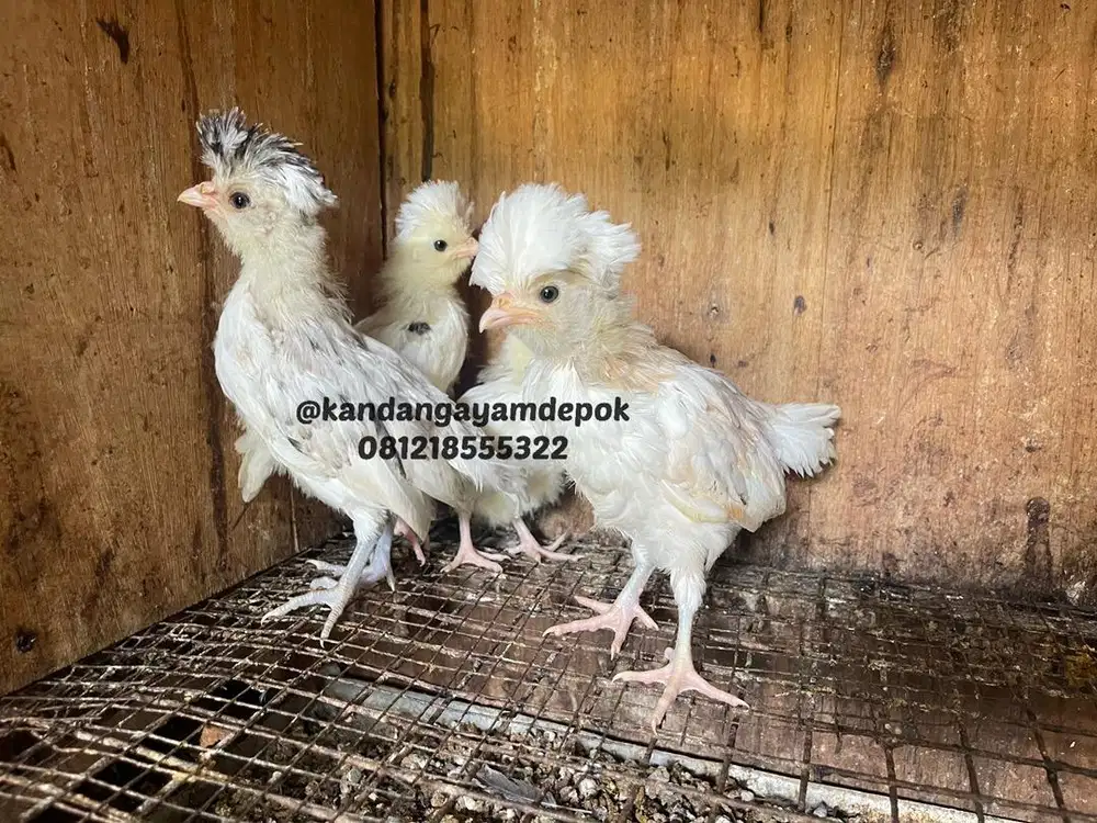 Ayam poland 2 bulan