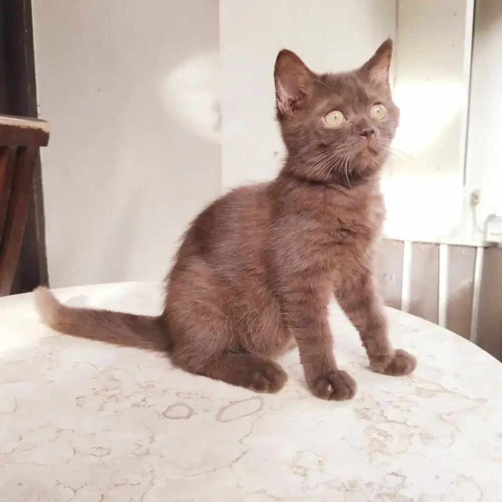 Bsh cinamon   jantan 3 bln