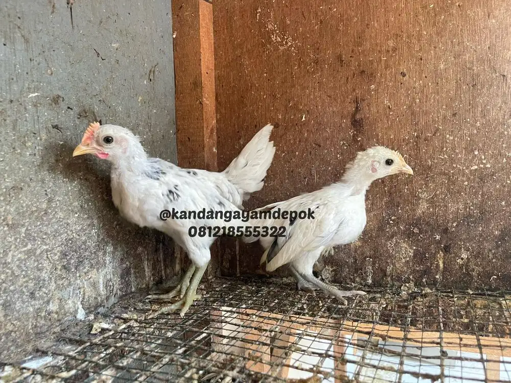 Ayam ketawa sepasang 2 bulan