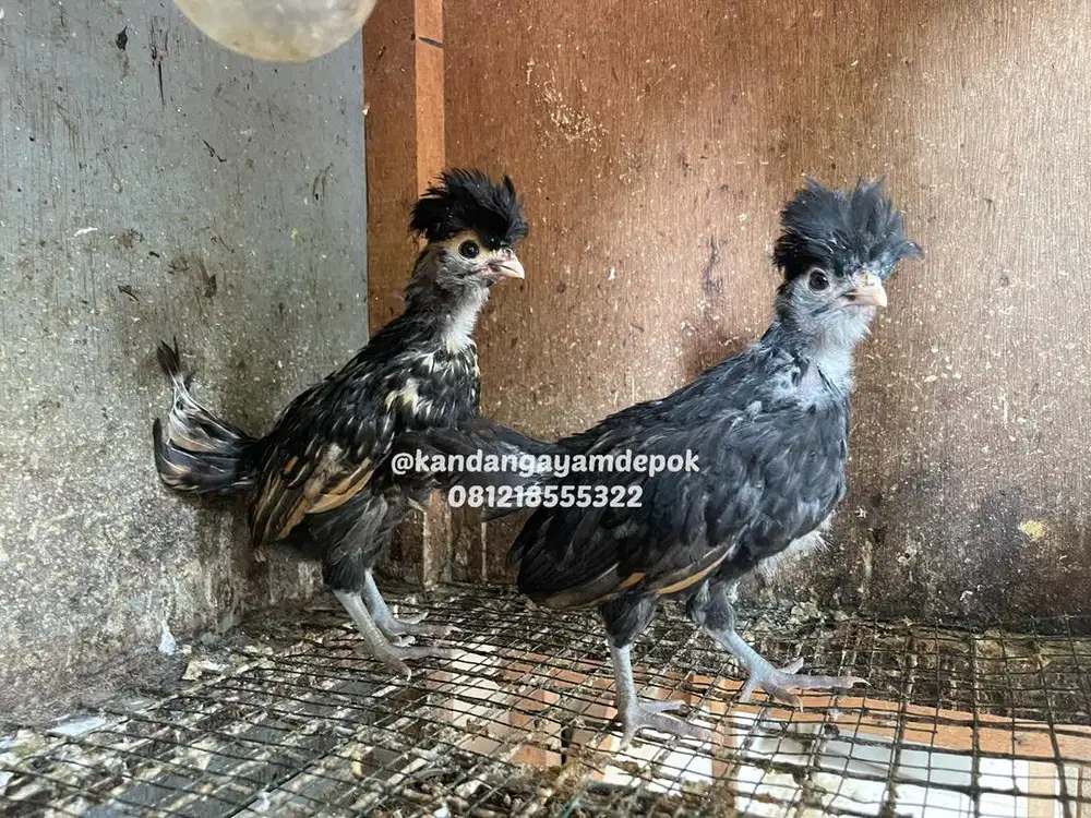 Ayam poland batik sepasang 2 bulan