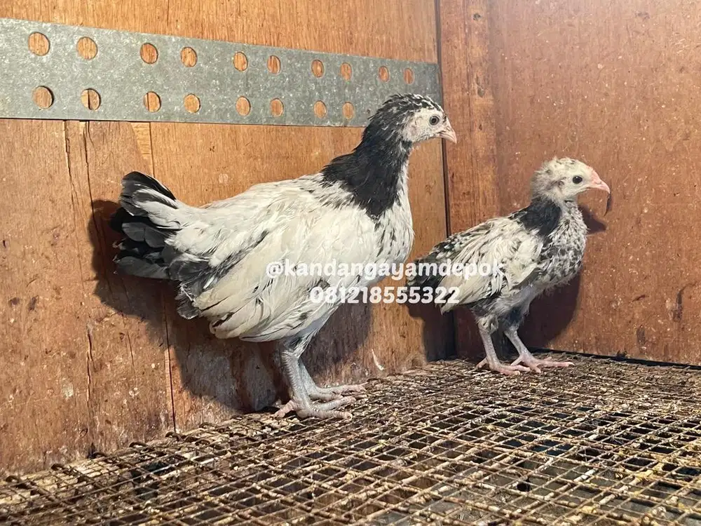 Ayam lakenvelder sepasang 2-3 bulan