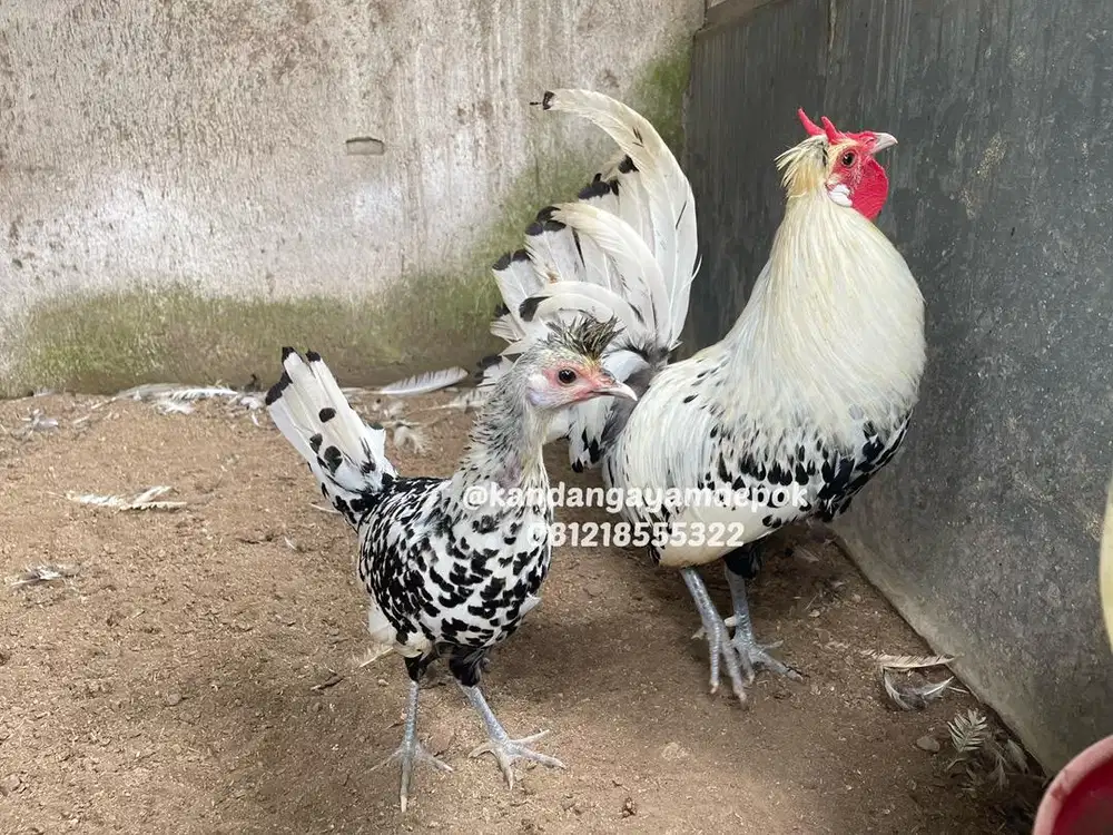 Ayam appanzel sepasang