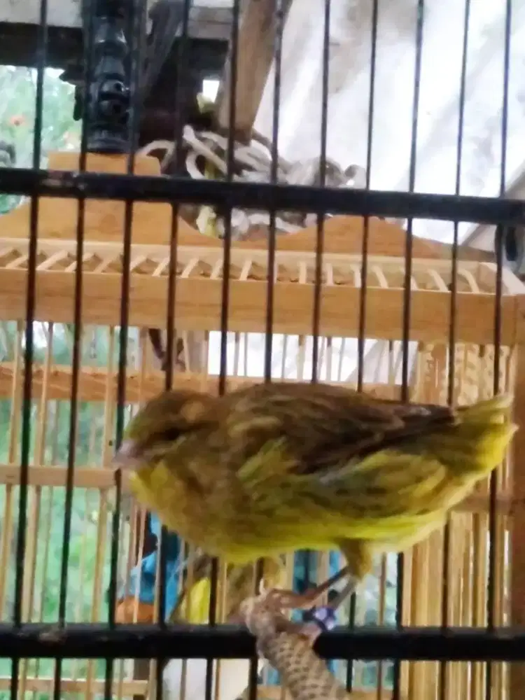 Paud f1ys minusan jantan