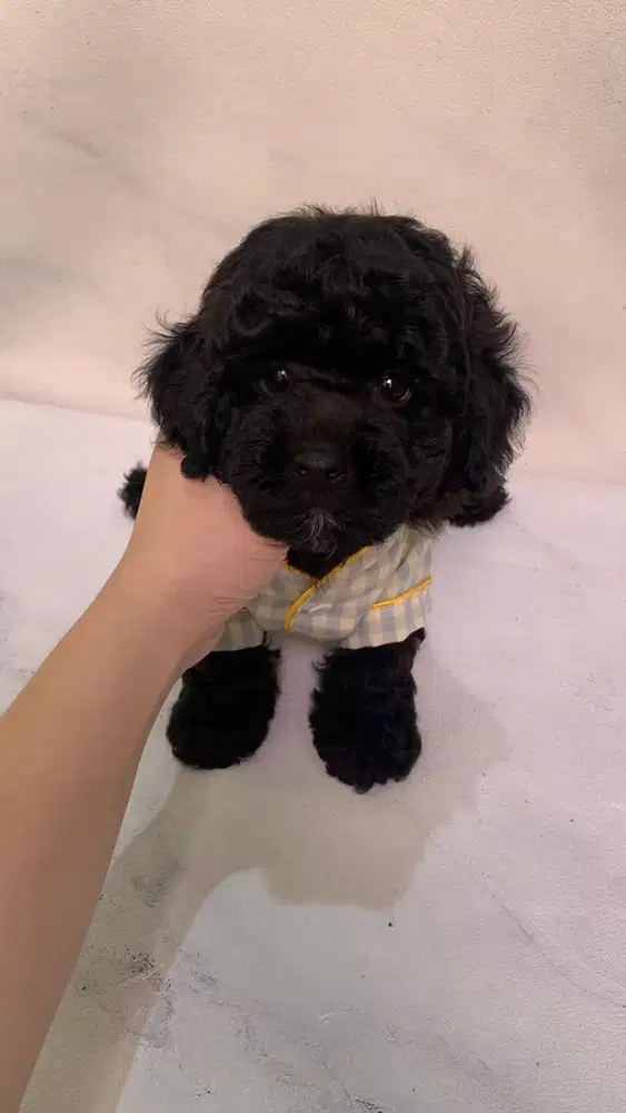 Jual Poodle Jantan Hitam