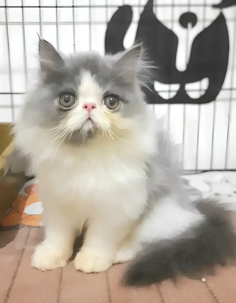 Persia peaknose jantan