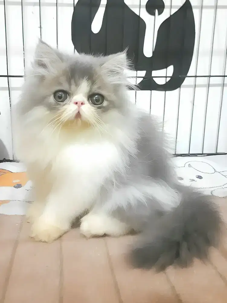 Persia peaknose jantan