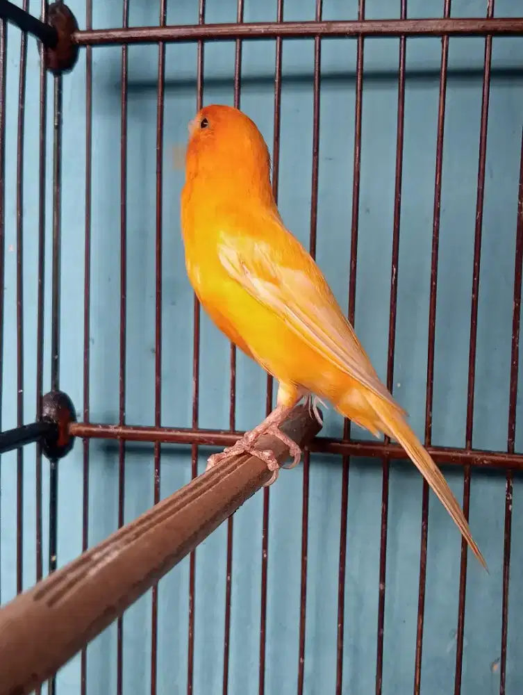 Kenari loper gacor isian