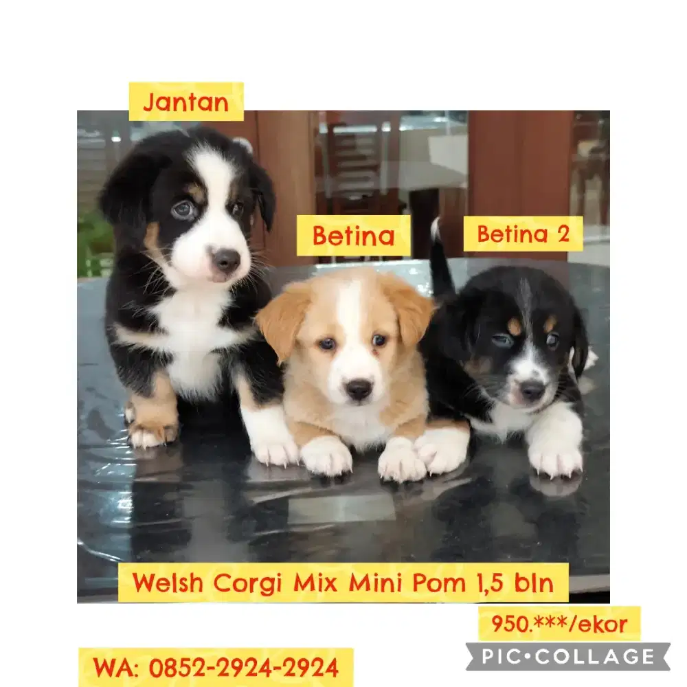 Welsh Corgi Mix Mini Pom Jantan dan Betina