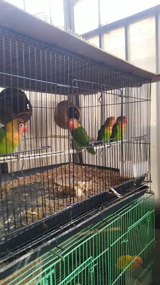 4 ekor anakan burung umur +-3bln