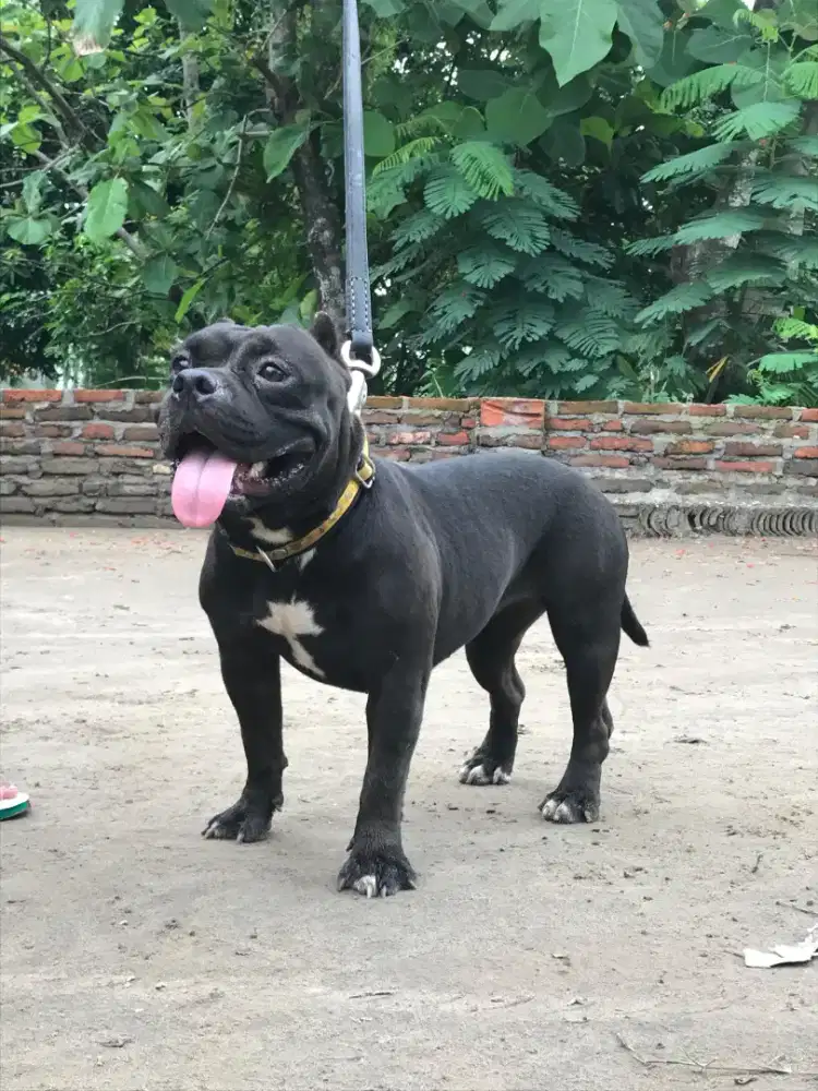 Dijual American bully