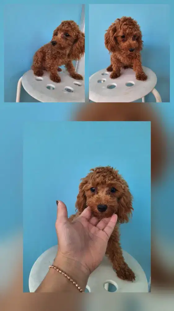 Dijual anakan poodle