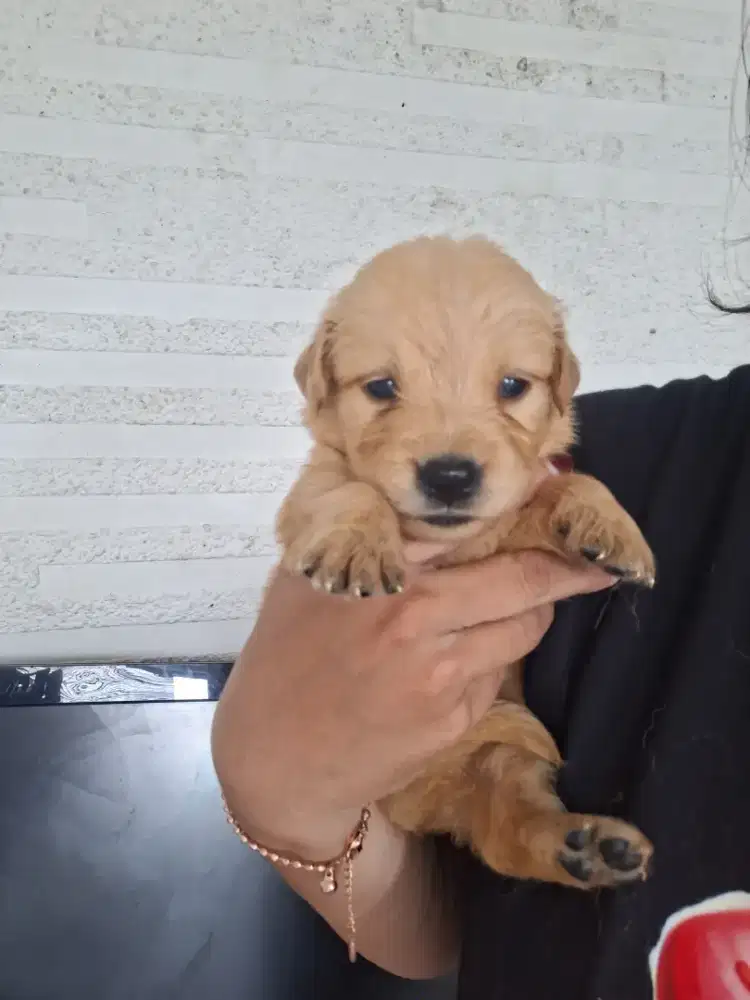 Dijual anakan Golden retriver