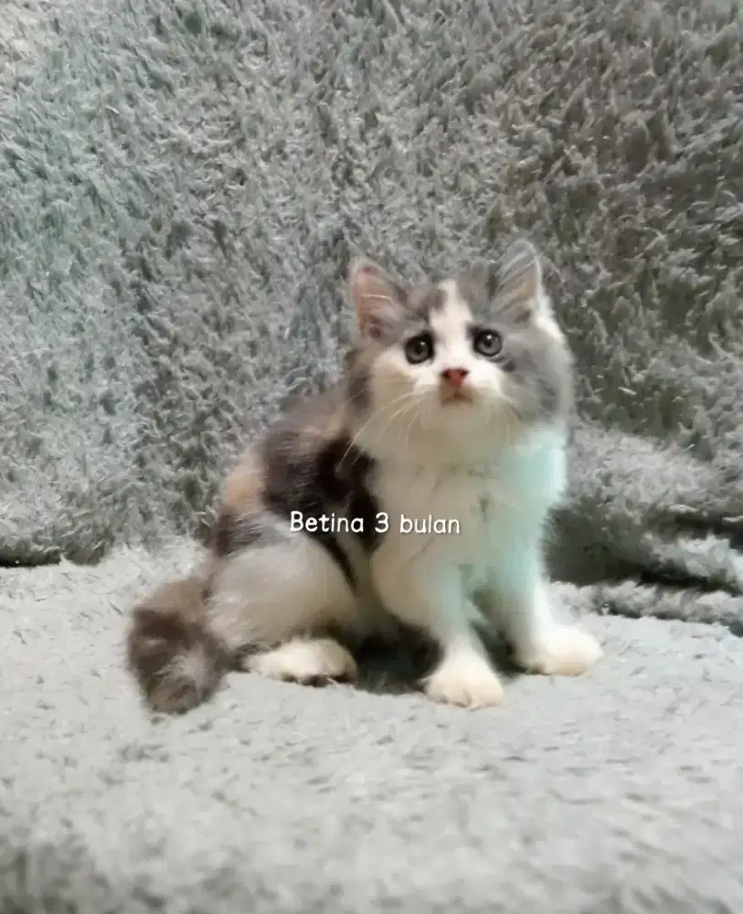 Kucing persia gimbul