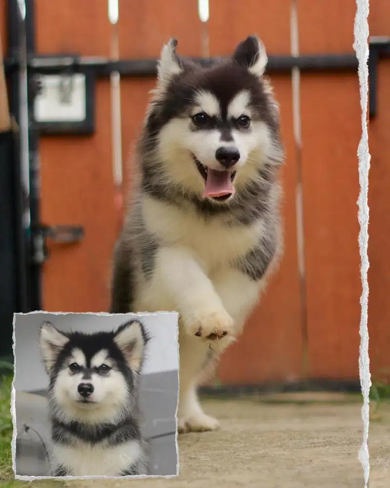 alaskan malamute giant thailand