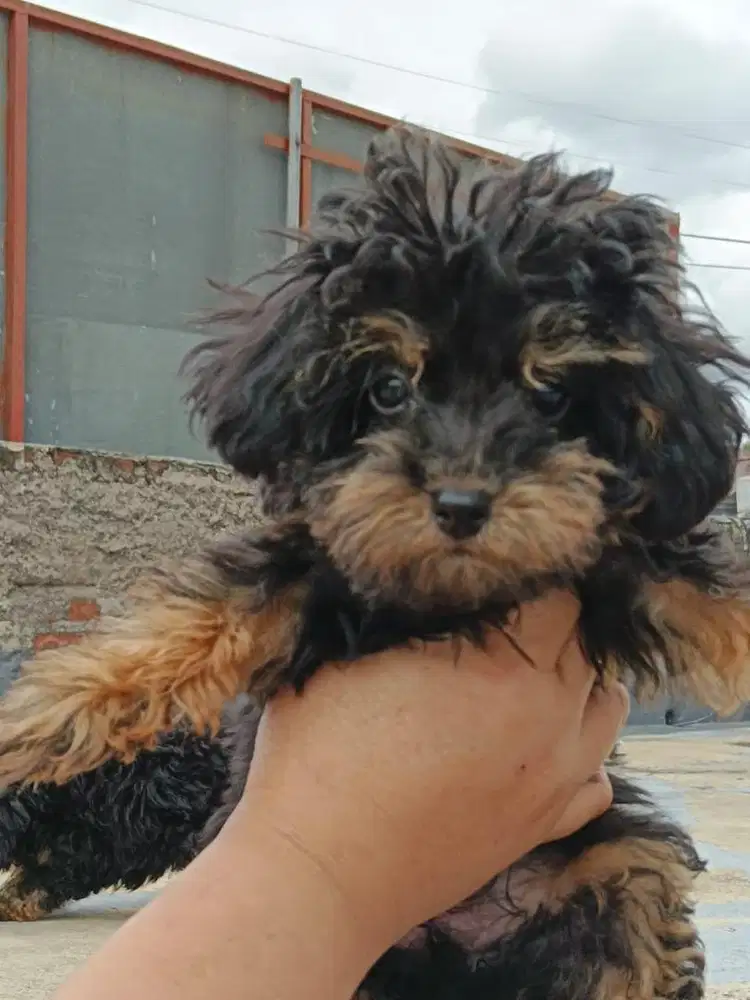 Puppies / anjing toy poodle phantom